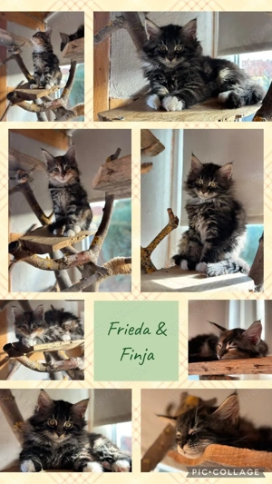 Maine Coon   Norweger Kitten 