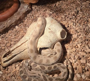 Hakennasennattern Paar