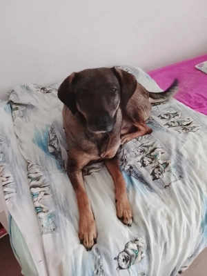 Mus meine süsse hündin  in gute hände verkaufen 