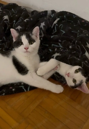 Zwei unzertrennliche Katzenschwestern (1 Jahr) suchen gemeinsam ihr Für-Immer-Zuhause