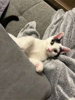 Zwei unzertrennliche Katzenschwestern (1 Jahr) suchen gemeinsam ihr Für-Immer-Zuhause