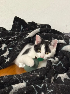 Zwei unzertrennliche Katzenschwestern (1 Jahr) suchen gemeinsam ihr Für-Immer-Zuhause