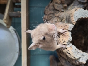 Zutrauliche Degu-Dame Anne aus Mannheim sucht ein neues Rudel