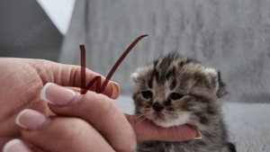 BKH Britisch Kurzhaar Katzenbabys 