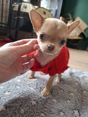Chihuahua hund