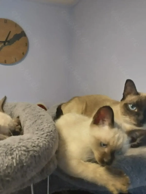 Reinrassige Siam Kitten