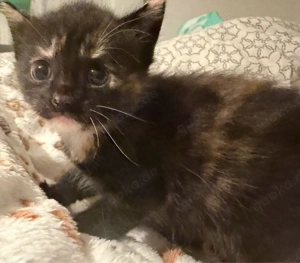 Unsere kleinen Katzenbabys suchen ein liebevolles Zuhause!