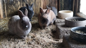 Zwergkaninchen jungtiere