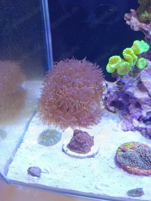 Anthelia Kolonie auf Stein