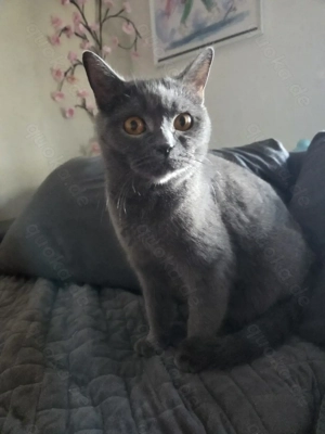 Bkh Katze sucht Kuschelplatz