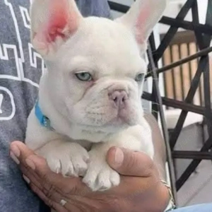 Wunderschöne französische Bulldoggenwelpen 