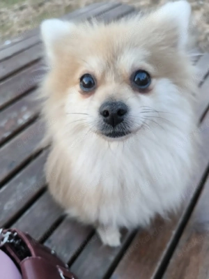 Bezaubernde Zwergspitz-Hündin Monika sucht ein liebevolles Zuhause