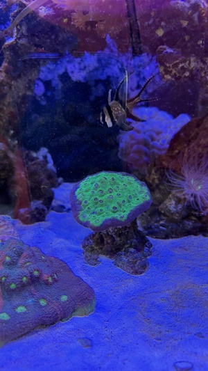 Chalice Avatar Koralle