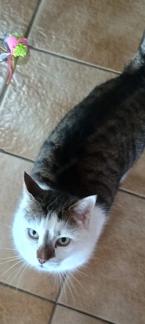 Kleiner Kater aus Tierschutz 