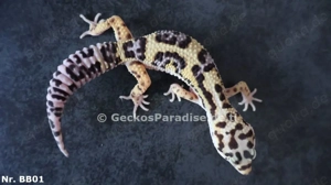 Männchen Leopardgecko
