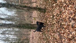 Rüde im gute Hände abzugeben 