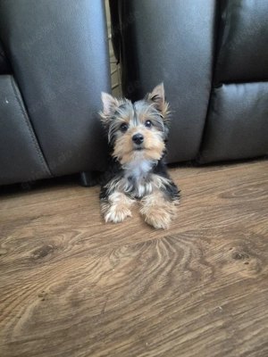 yorkshire terrier Welpen zum verkauf