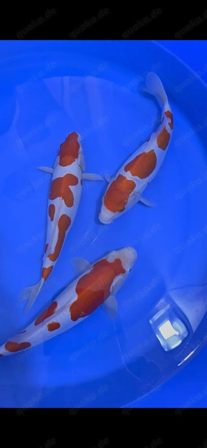 kois koi Japan Koi