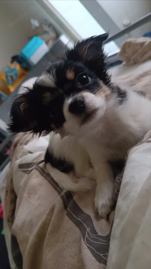 Süßer Chihuahua Welpe abzugeben   