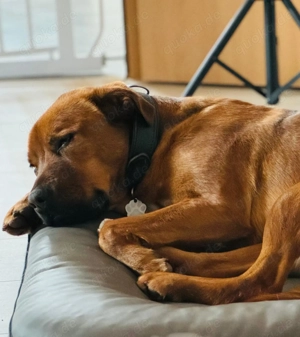 Mischlingshund Rüde