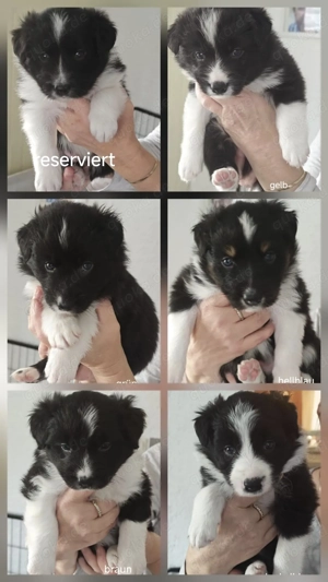 Border Collie Welpen 
