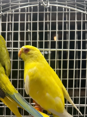 schmucksittich pärchen 