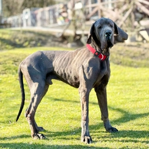 *ARES* - Doggemischling - für Kenner und Liebhaber dieser Hunderasse