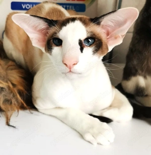 Orientalisch Kurzhaar Kater 