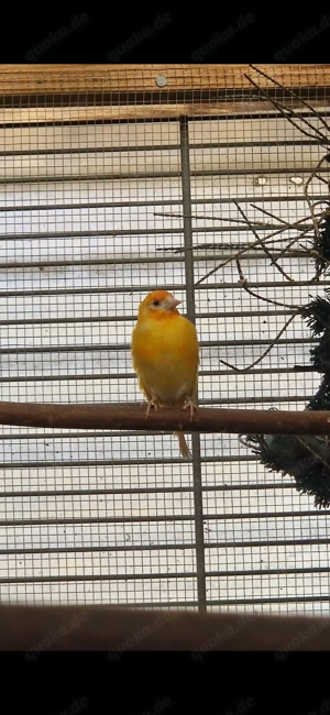 Stieglitz Major Gelb Schecken Henne 2025