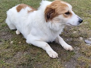 *MALVA* ist eine neugierige Hündin. Sie braucht allerdings noch ein klein wenig Zeit. 