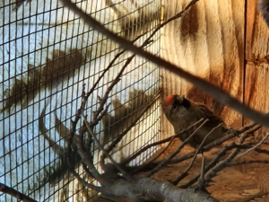 Birkenzeisig Cabaret in Kobalt 2025 0.3