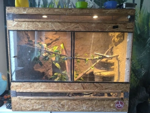 3 Kornnattern inkl Zubehör 