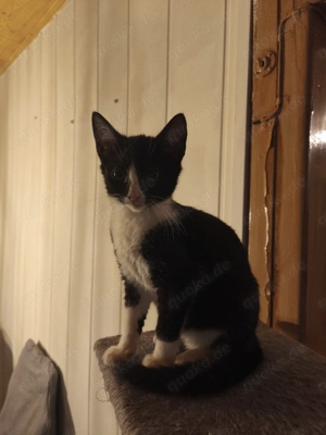 Zwei Schwestern suchen eine Zuhause  Bild 4