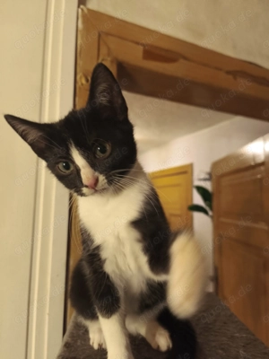 Zwei Schwestern suchen eine Zuhause  Bild 3