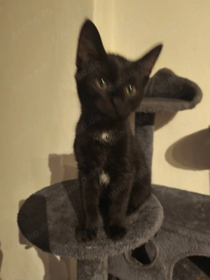 Zwei Schwestern suchen eine Zuhause  Bild 5