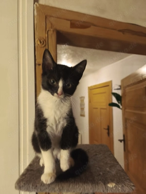 Zwei Schwestern suchen eine Zuhause  Bild 2