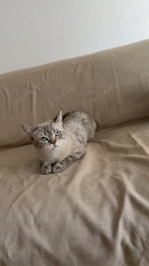     Wunderschöne Katze (weiblich) zu verkaufen   geboren im April 2025    