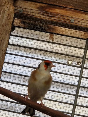 Stieglitz Major Weißkehl Natur Hahn 2025