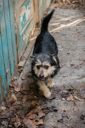 *CHILLI* ist ein freundliches, verspieltes und neugieriges Welpenmädchen