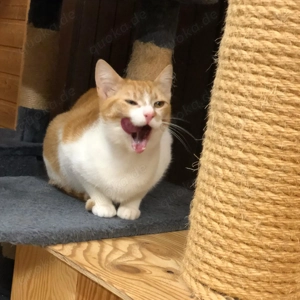 kleine Rot-Weiße Herzensbrecherin sucht ihr Für-immer-Zuhause