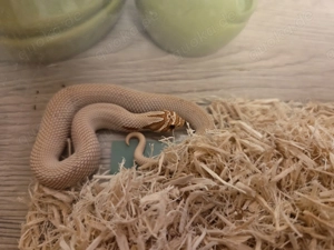 1.0 Candy 66%Axantic Übergabe in Hamm 14.3 möglich 