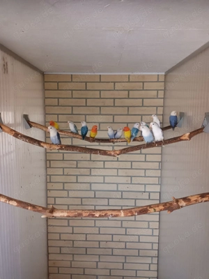 Pfirsichköpfchen zu verkaufen  Bild 3