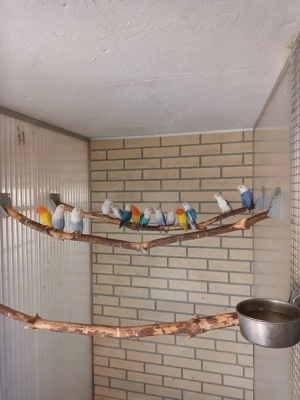 Pfirsichköpfchen zu verkaufen  Bild 2