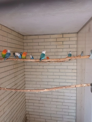 Pfirsichköpfchen zu verkaufen 