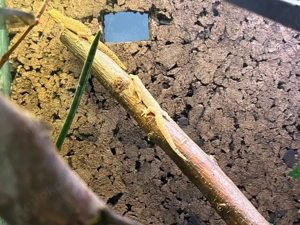 4 Jungferngeckos abzugeben 