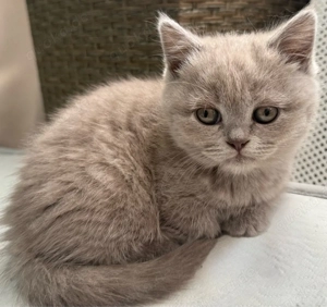 Reinrassige BKH Kitten
