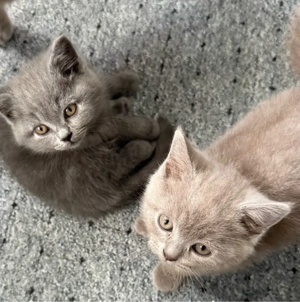 Reinrassige BKH Kitten