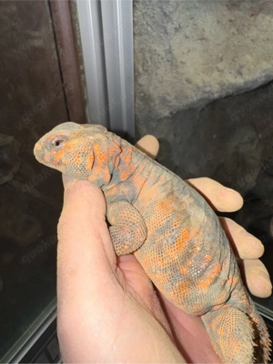Uromastyx geyri