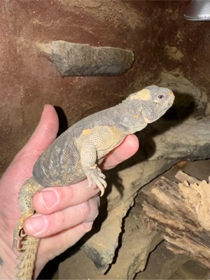 Uromastyx geyri Bild 2