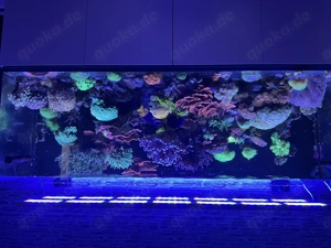 Meerwasseraquarium Auflösung 